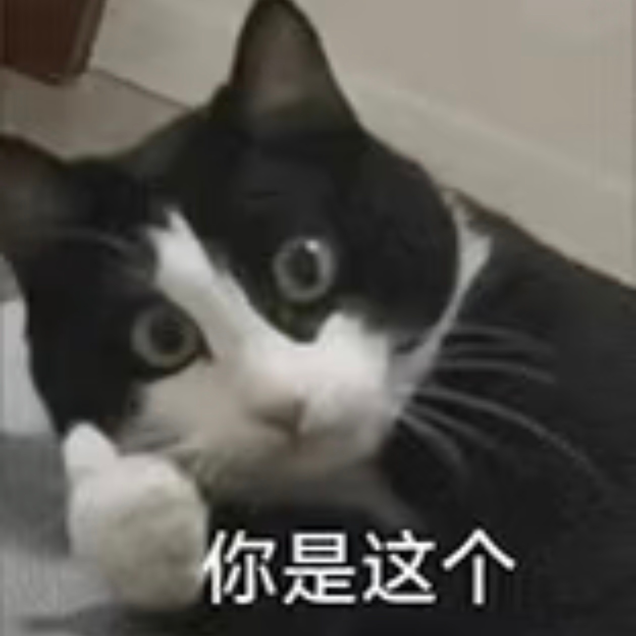 陈丽君偷吃比领奖更紧张哈哈哈哈哈哈哈哈哈哈哈好好笑啊这个词条，我在屏幕前紧张到要