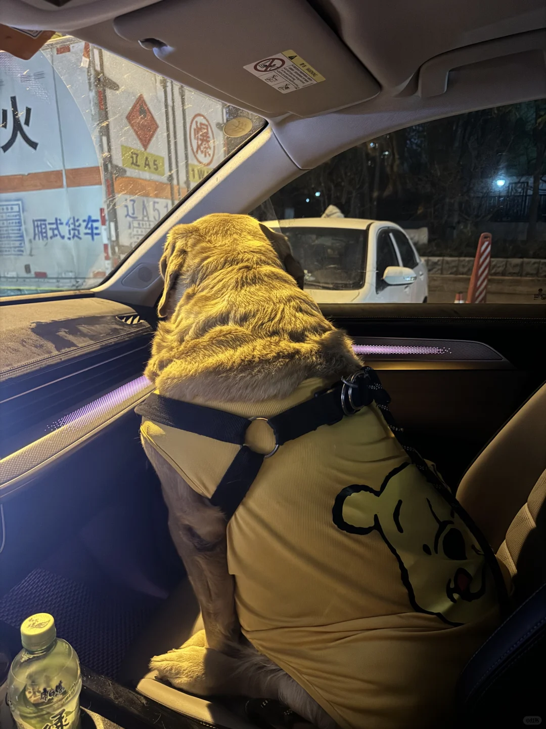 去跟好朋狗约会，结果人家没来