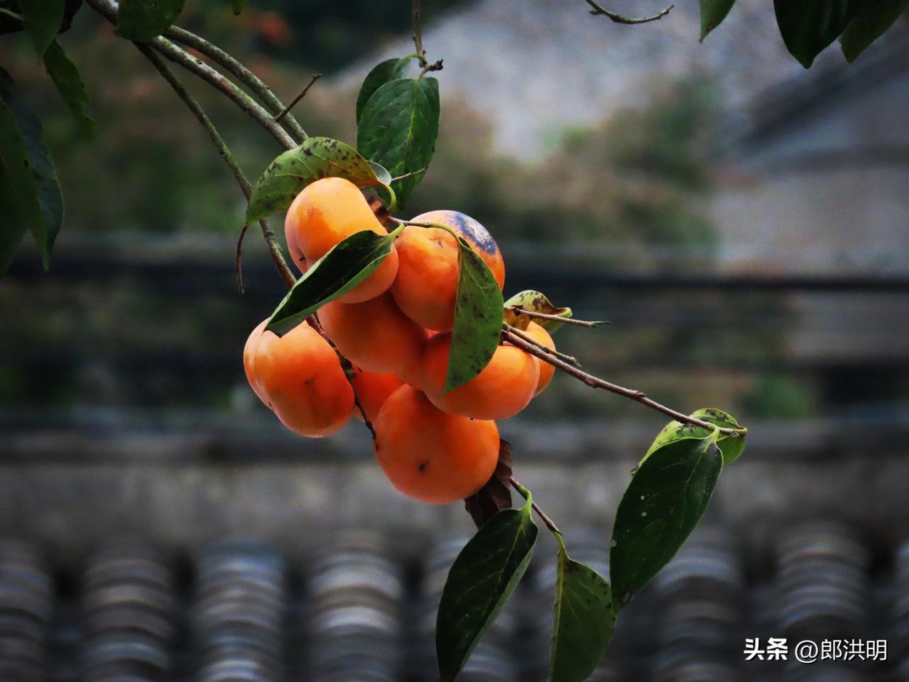 秋风起，柿子熟，丰收的季节
宁波大碶西岙村