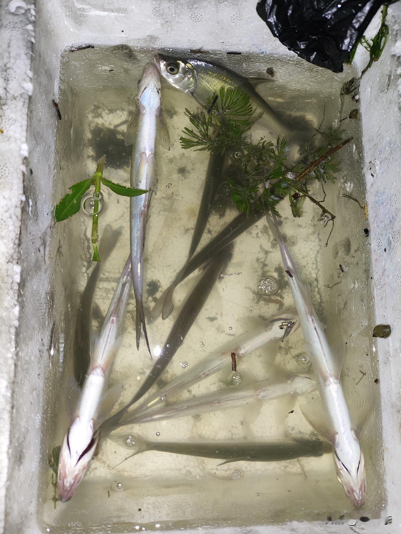 🎣 新手路亚首战告捷！原来翘嘴这么“给面子”
 
作为刚入坑的路亚小白，之前总