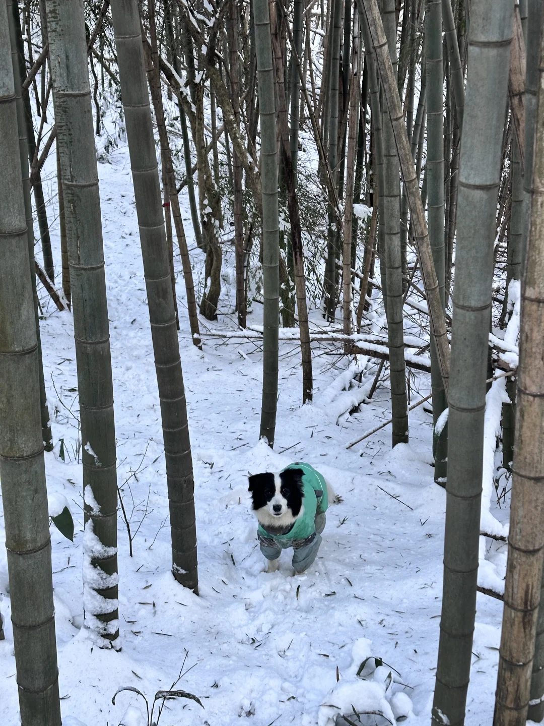 带小狗徒步看雪得了皮肤病，原因竟然是…