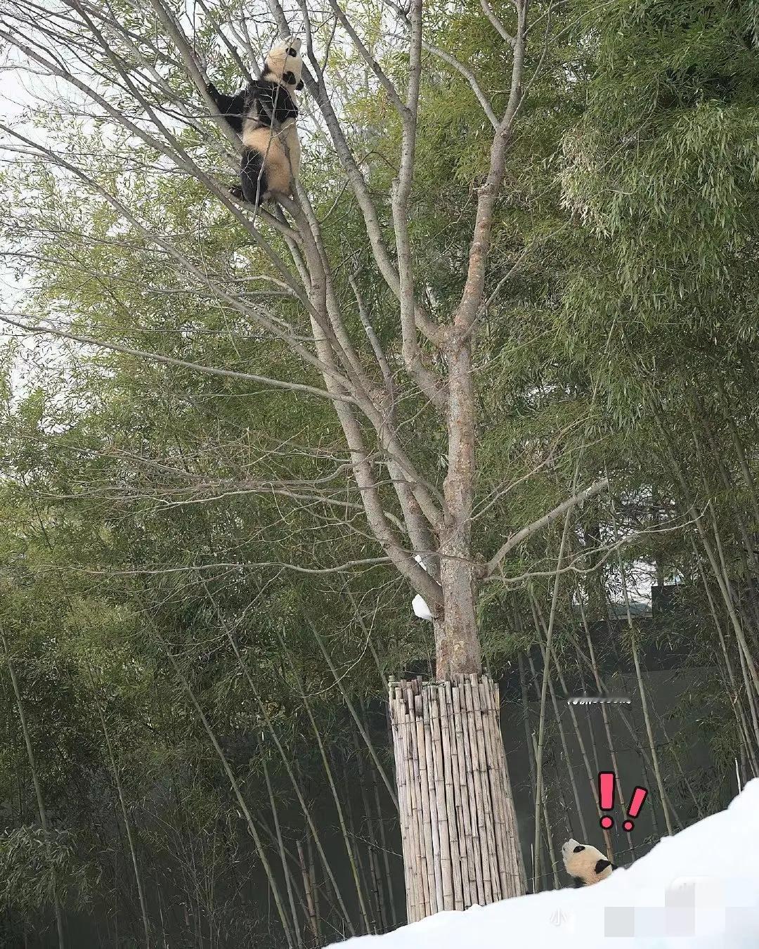 光军羡慕的眼神，满脑子的不可思议！
辉宝：都是同一个妈生的，她咋就上树了呢安？我