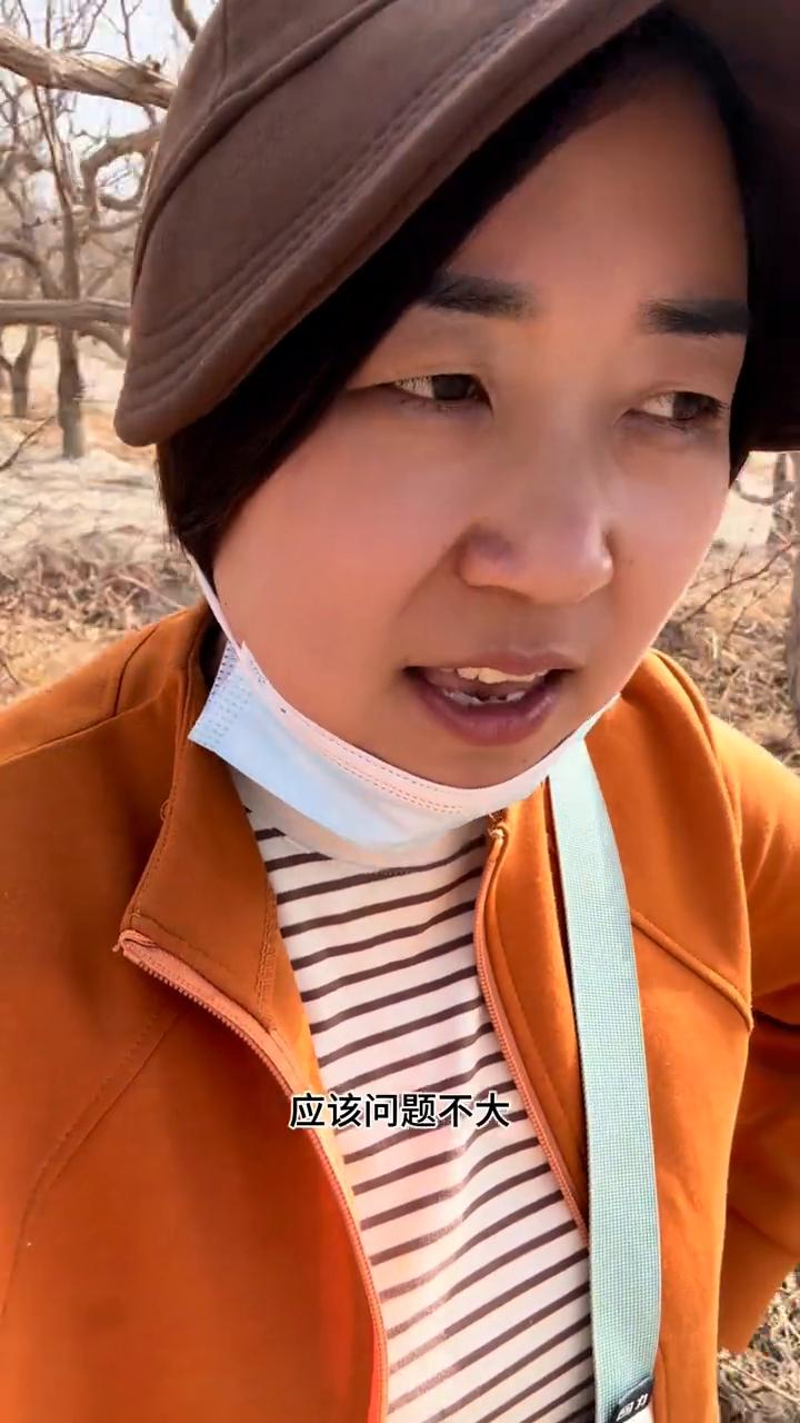 60亩枣园没包出去，小青准备一个人干全请人。
这是去年嫁接的冬枣，电锯真的好用，