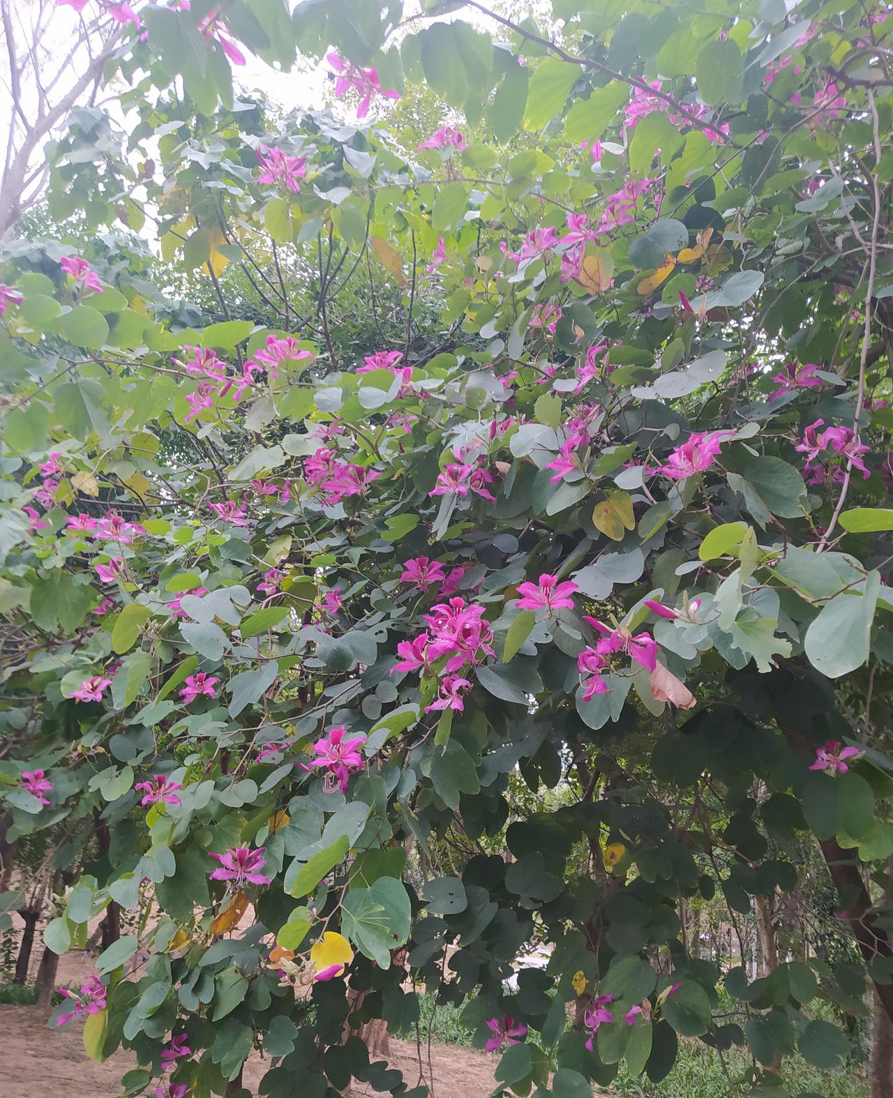 晒图笔记大赛谁知道这是什么花？冬天还开放的红花。