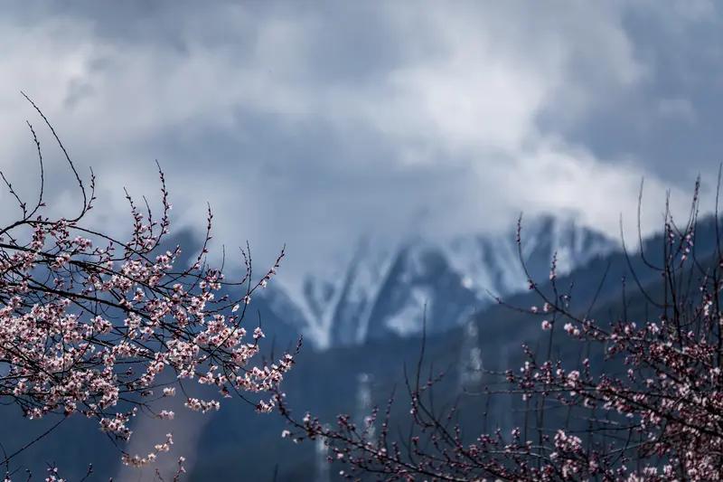 今年春天最想实现的心愿 今年春天，我最想实现的心愿就是去看美丽的桃花。现在全网都