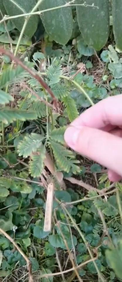 这个就是含羞草，别动，我来捏一个。看这是平的，我捏它一下，看到没有？肉眼可见的速