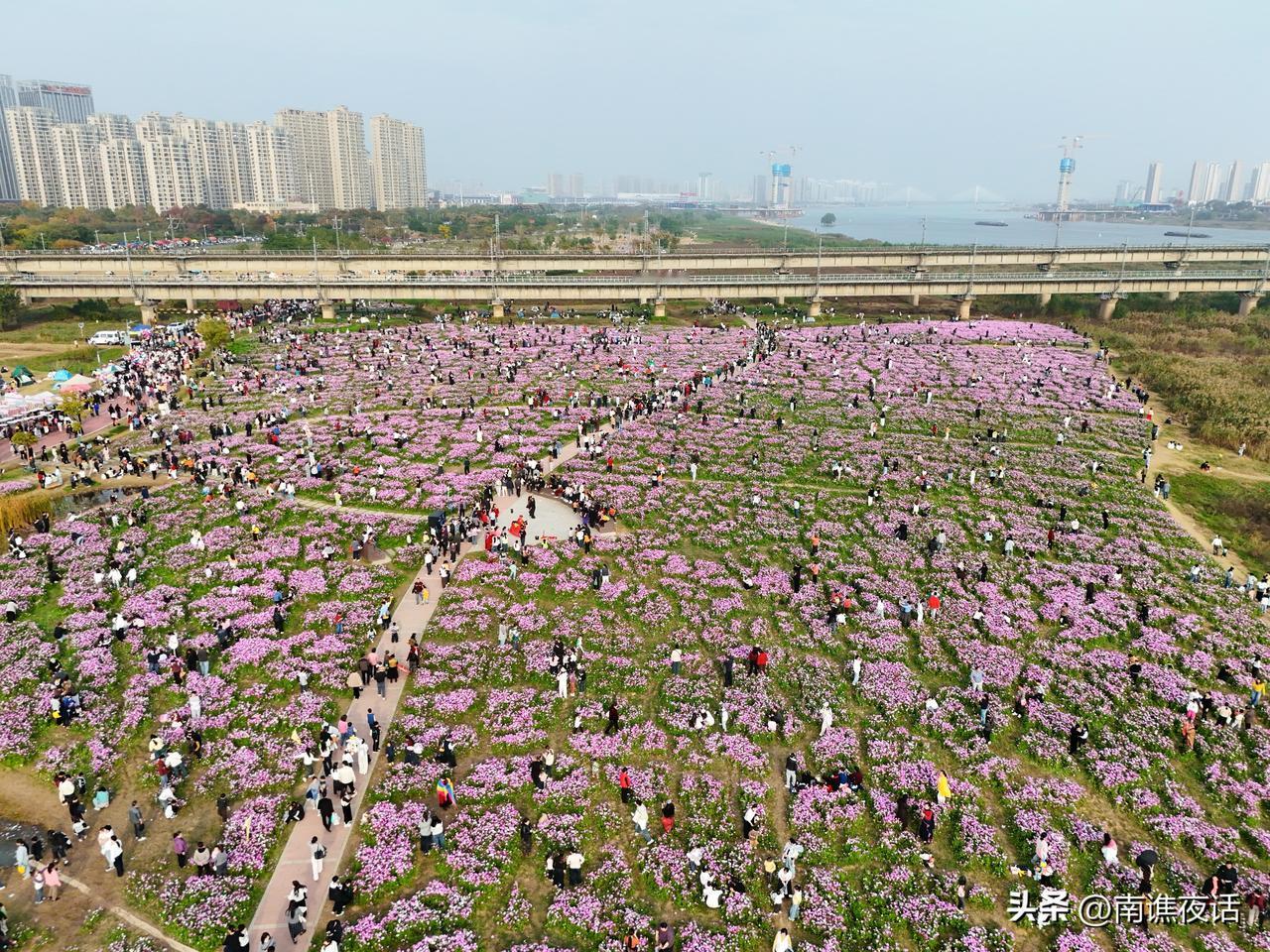 蚌埠靓淮河花海再次成为蚌埠人休闲狂欢的打卡地

淮河北岸，大铁桥西侧，靓淮河花海