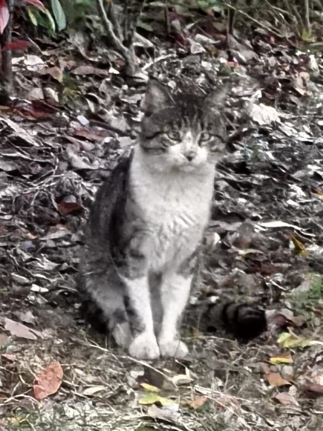 警长与警长别墅
这是一位小心翼翼的警长，目光中全是警惕，怀疑周围的环境。