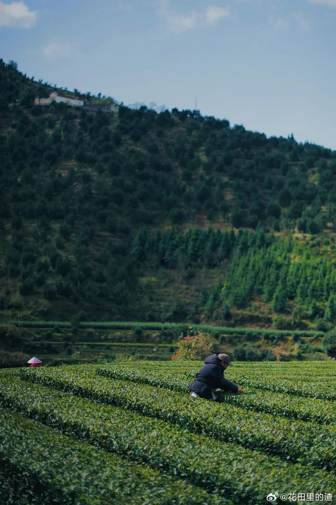赴松阳，赴一场春日茶约🌿二三月正是采茶好时节，乌牛早抢鲜上市，龙井清雅，白茶甘
