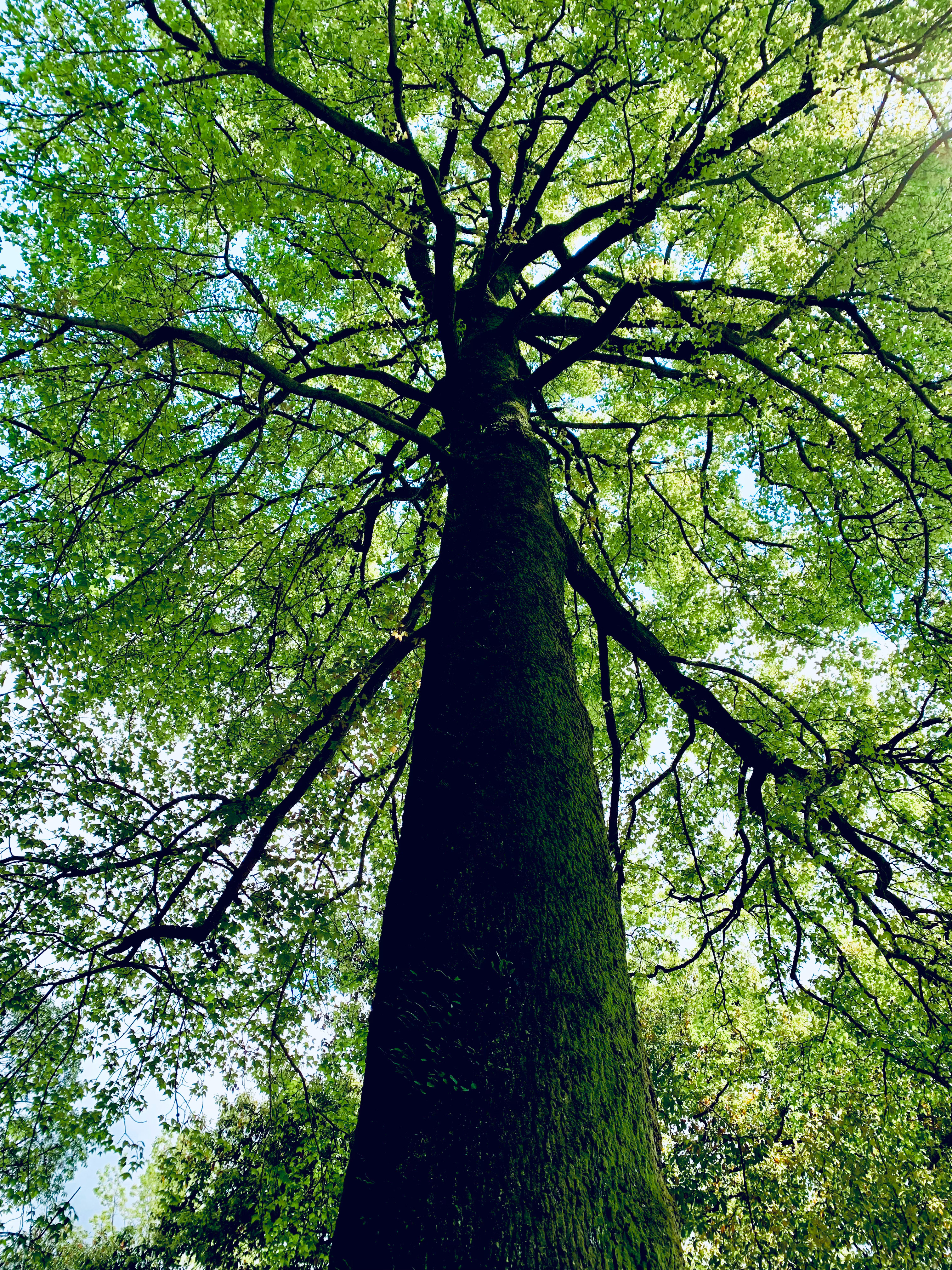 最春天的照片 氧气含量百分百 杭州·灵隐寺