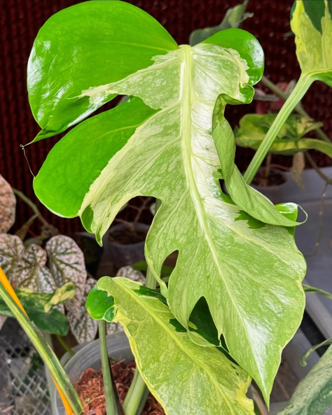 yellow lava状态满满的。