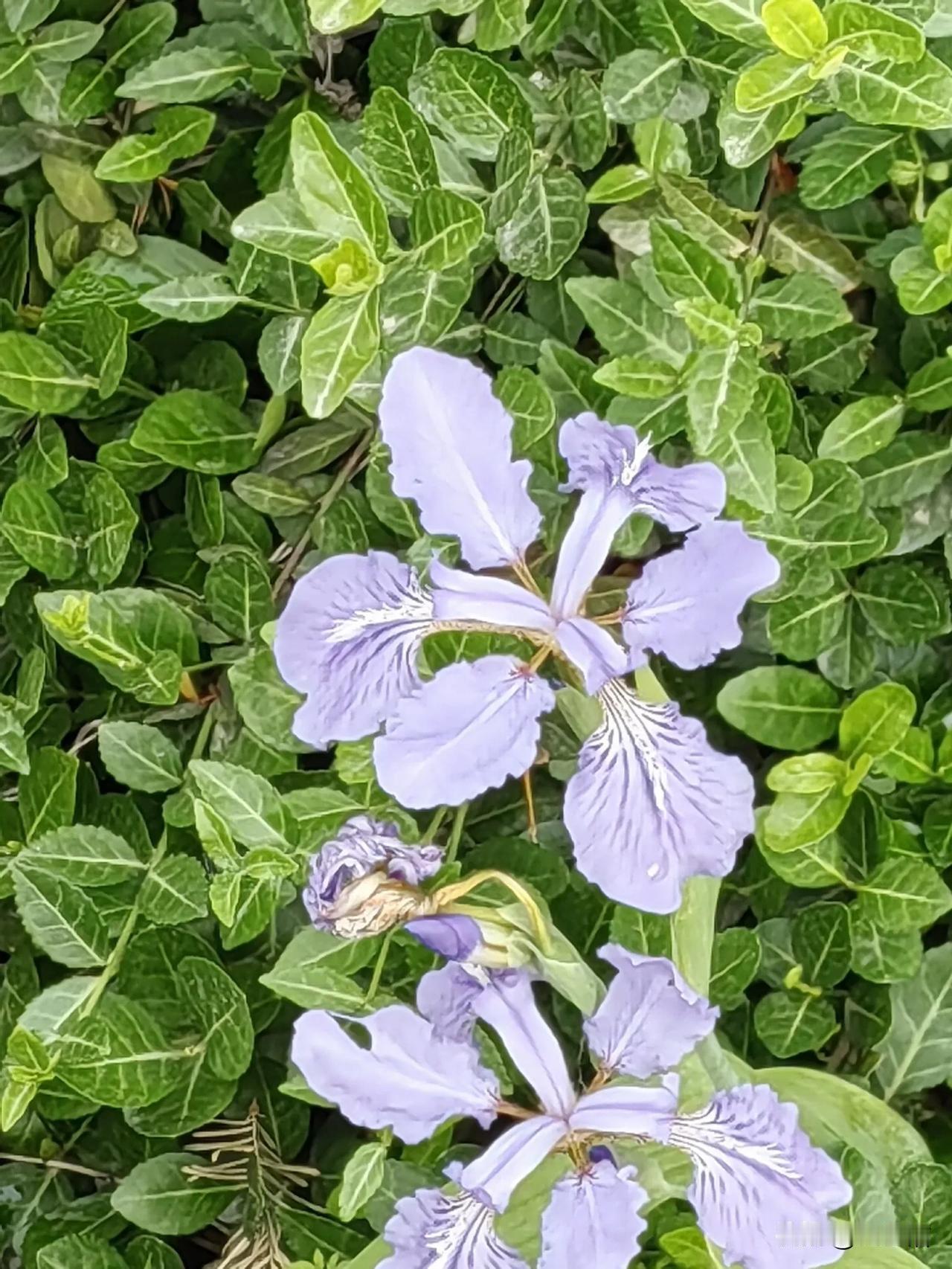 见花心喜
随拍不已
娇艳欲滴
心旷神怡
虽为野花
魅力无比
恰似鄙人
不为名利