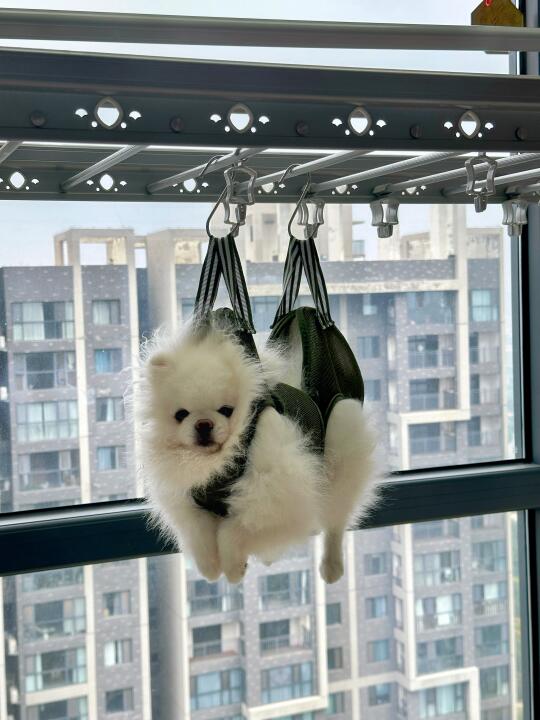 把宝放下来吧，保证不乱跑了