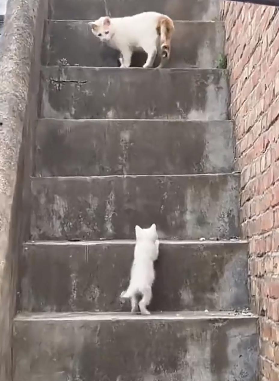 猫妈妈一遍遍示范教小猫爬楼梯一步三回头👣