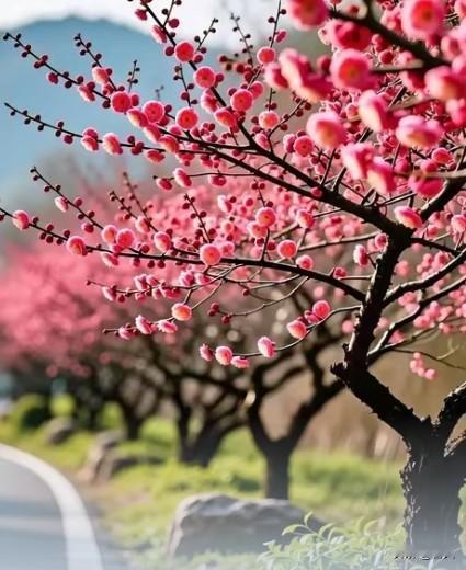 春山寻芳
 
遍野葱茏满树红，春山寂静犬喧东。街头远客驱车过，漫卷花香入袖中。