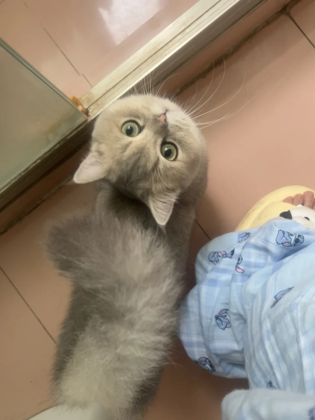 猫喜欢磁场干净的人