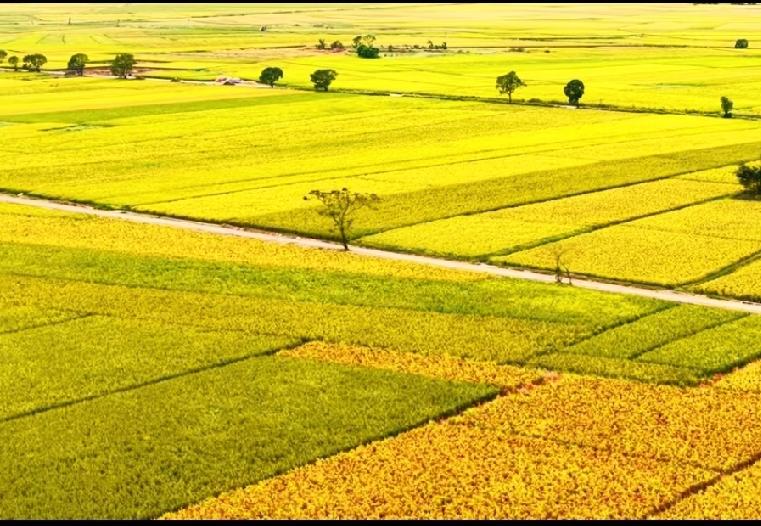 晒一晒手机里的自然风景秋高气爽的又到了看稻田的季节了，，金灿灿的稻田真美[赞]有