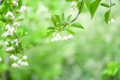 茉莉花的老家藏在南京？这地儿把一朵花玩出花了！
 你以为《茉莉花》只是首歌？
错