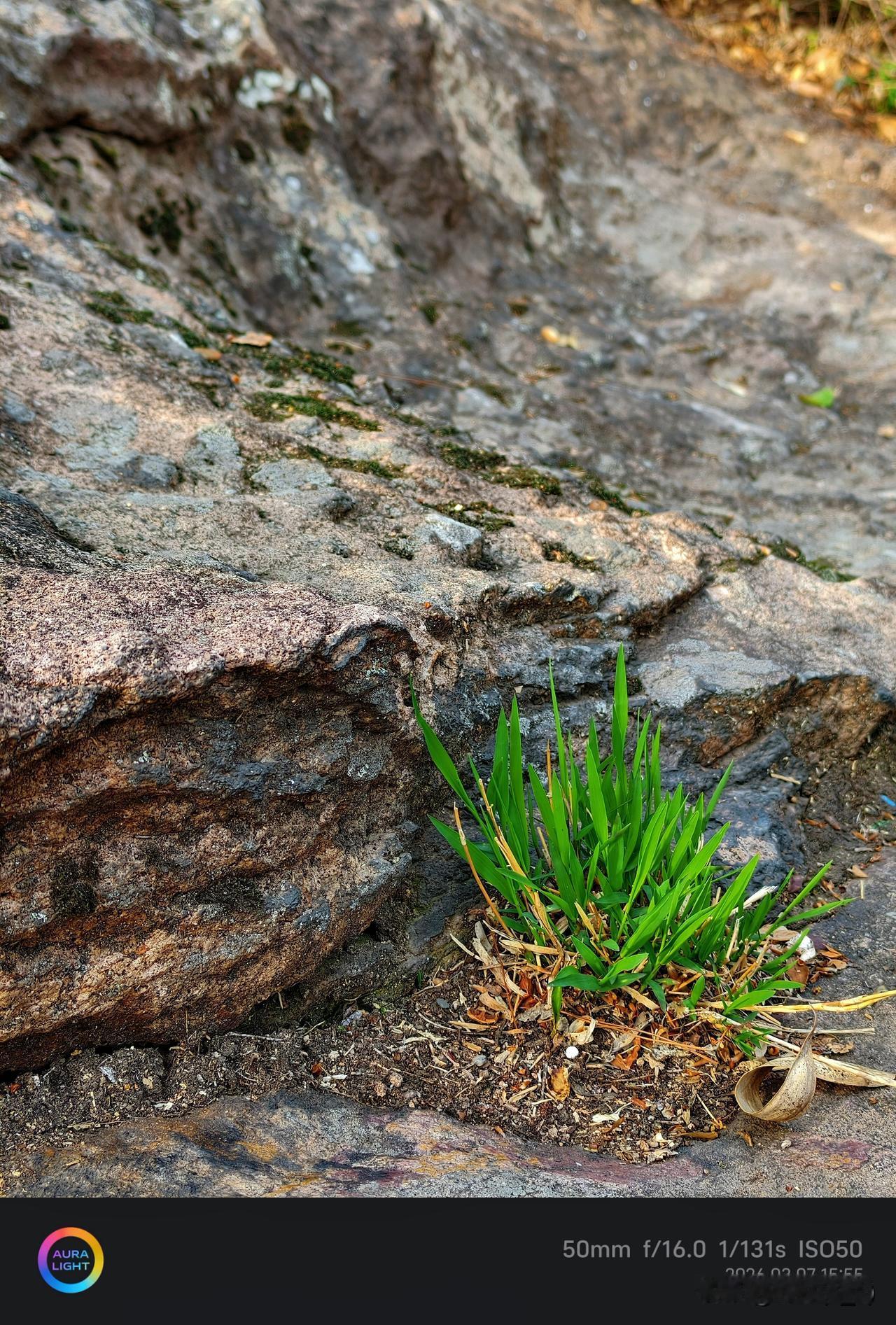 每次看到石缝里悄悄长出来的杂草，就会想起之前读过的《杂草从不按图鉴长》。作者是日