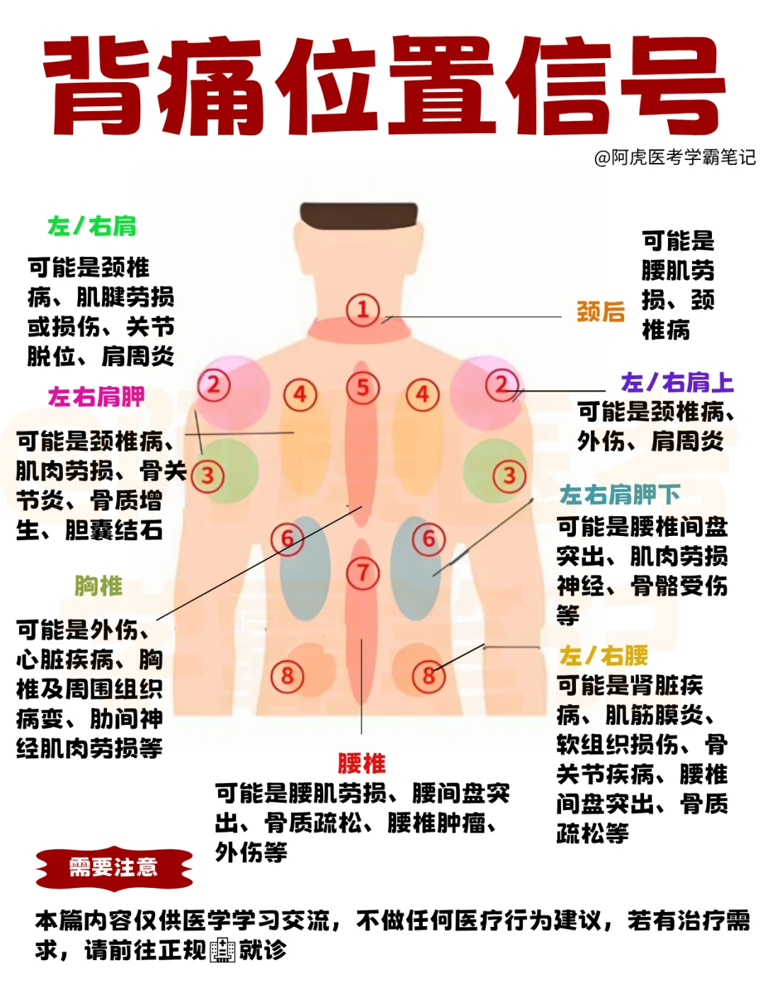 医学生笔记📒｜背痛位置信号👆