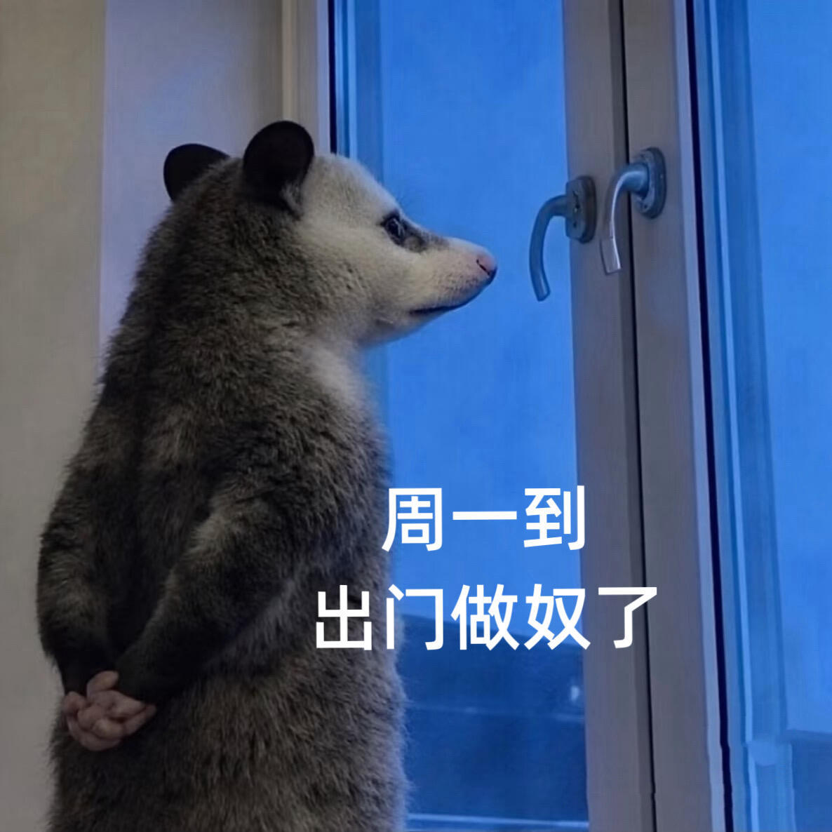 重生之，我又回到周一了｜负鼠打工版🐭 