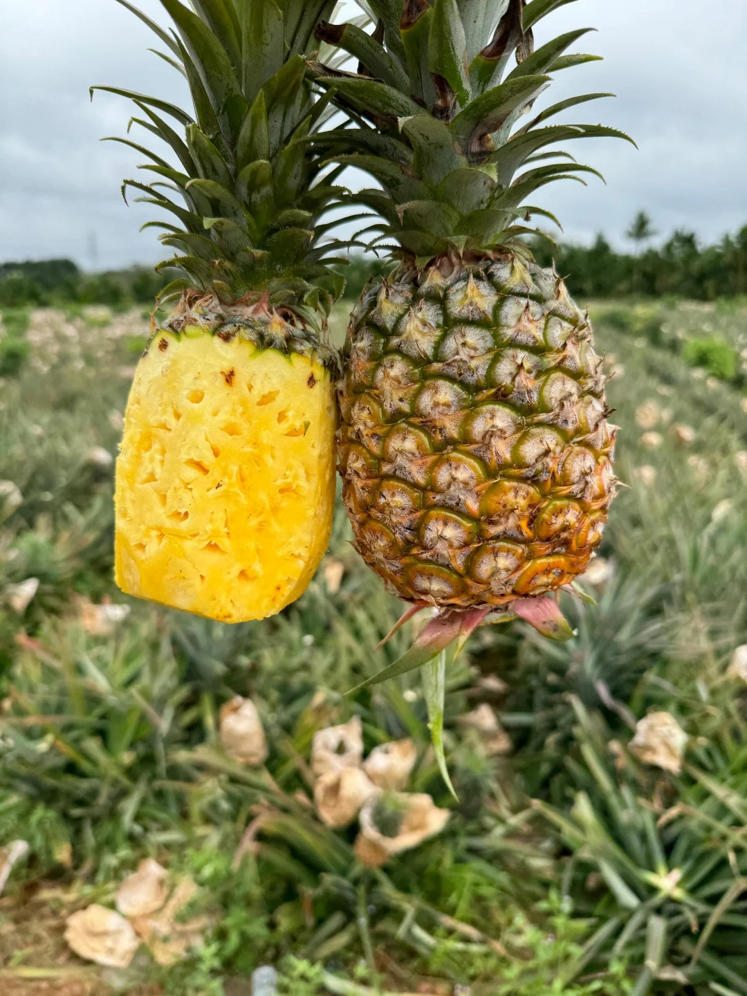 别再吃催熟凤梨了，我家只发树上自然熟！