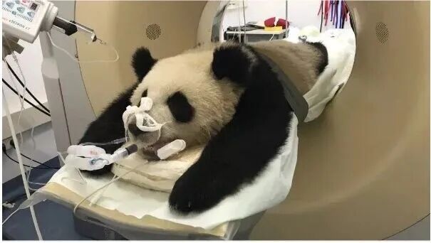 每天一条冷知识 你如果做核磁前边排到熊猫别惊讶，并不是每个动物园或野生动物救护中