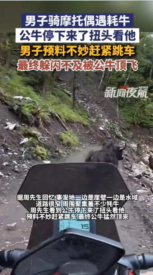 “惊魂一刻！”8月25日报道，四川甘孜，一男子骑摩托车，半路上遇上了牦牛。这条路