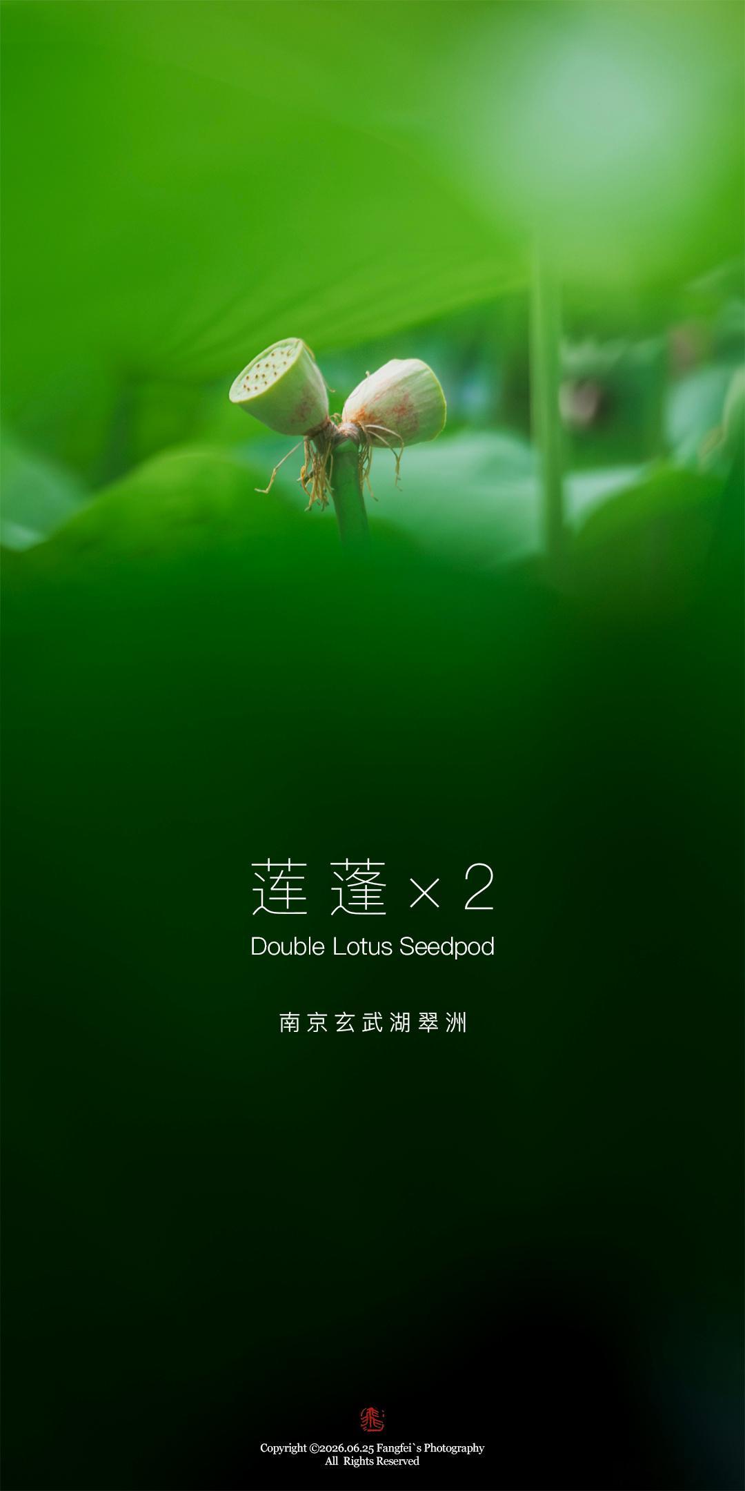花开并蒂，果结双蓬藕根相连，情意不散金陵城事记录我的城市总要来趟南京吧 玄武湖翠