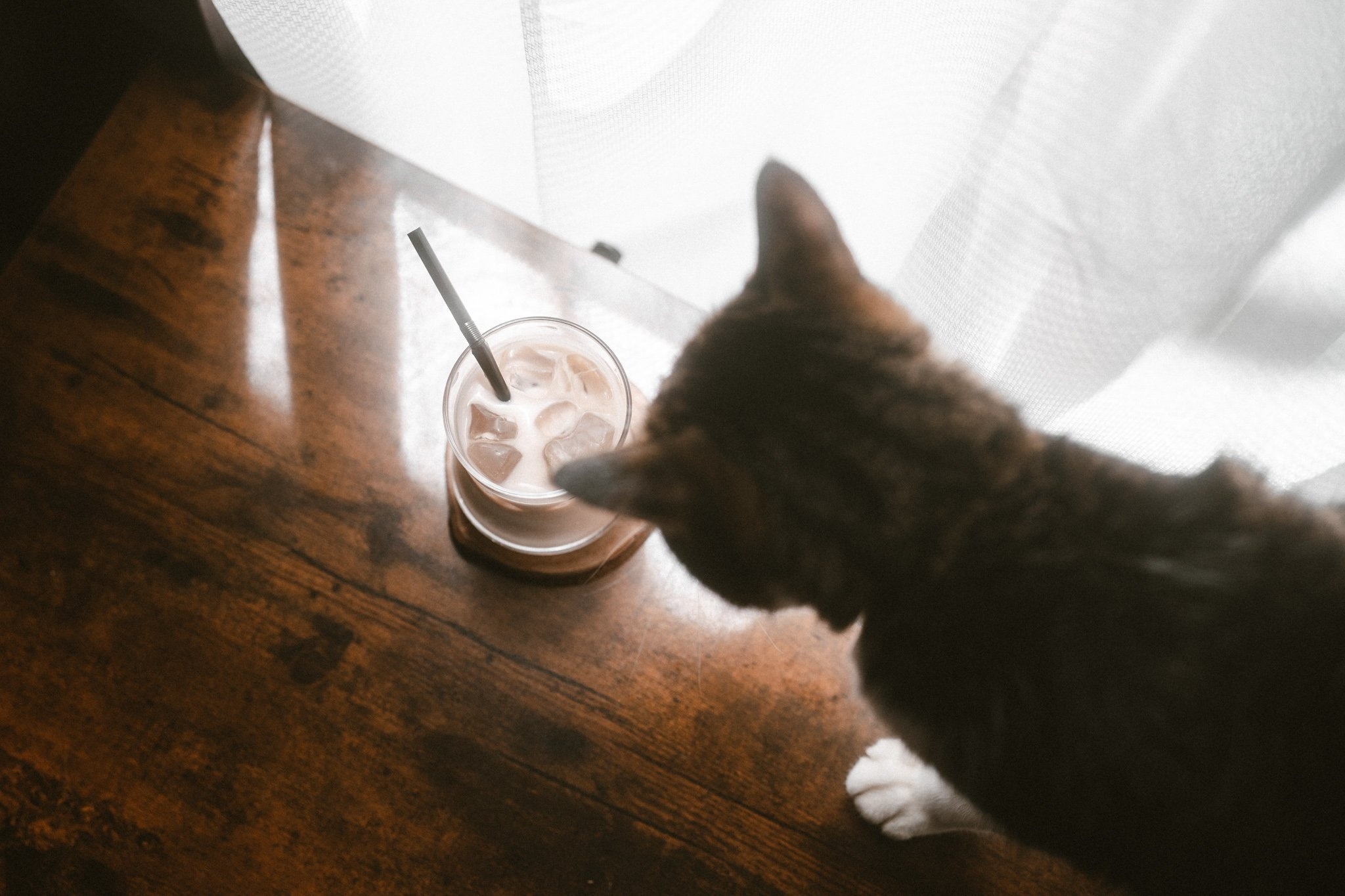 小猫也想喝(๑ゝω╹๑) （图源：x.com ） 