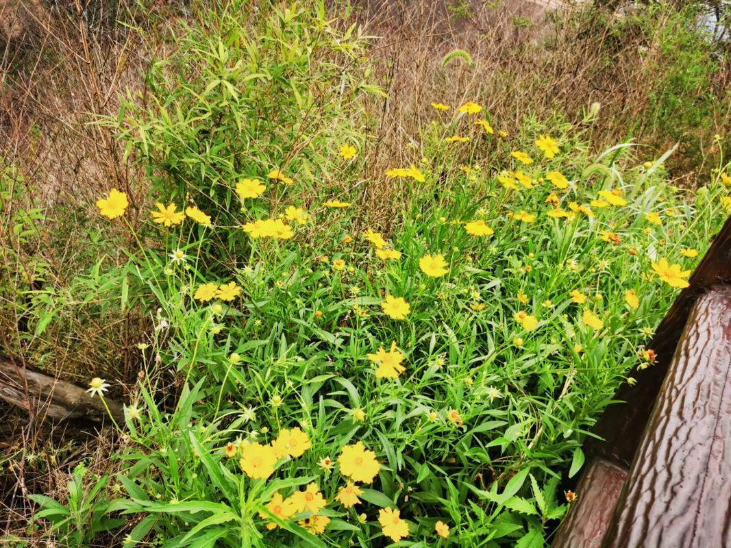 最忆春分乡情
              文/曹光雄
      
   又是一