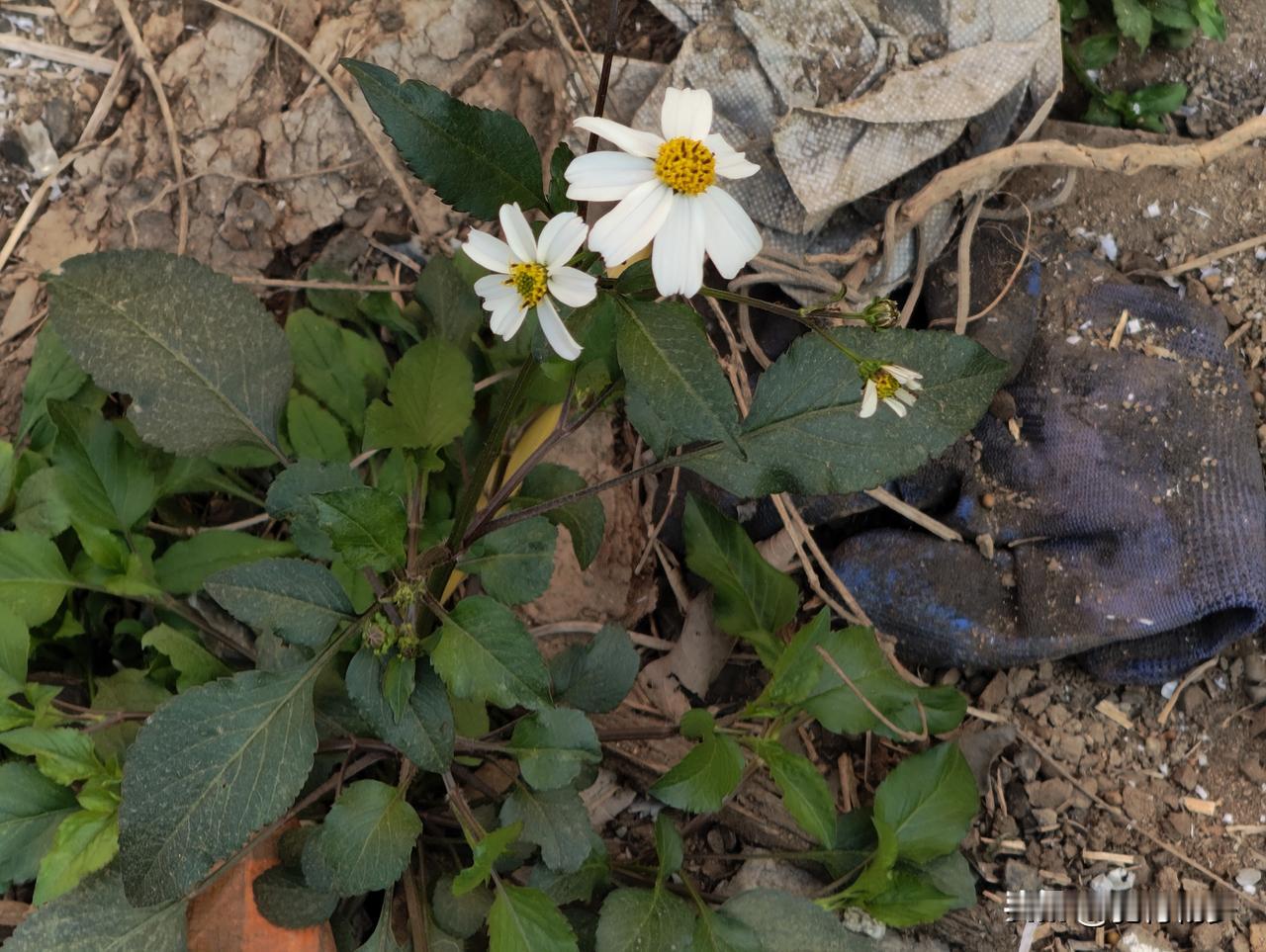 风儿吹
雪儿飘
冻得我浑身直打擅
我想抱你取暖
冻手冻脚的冬季
何时能牵你的手