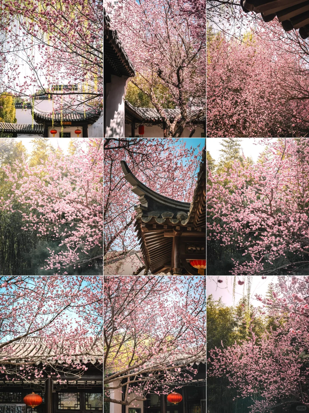 3.30实拍📷幸有友贤别院，许我一场江南梦