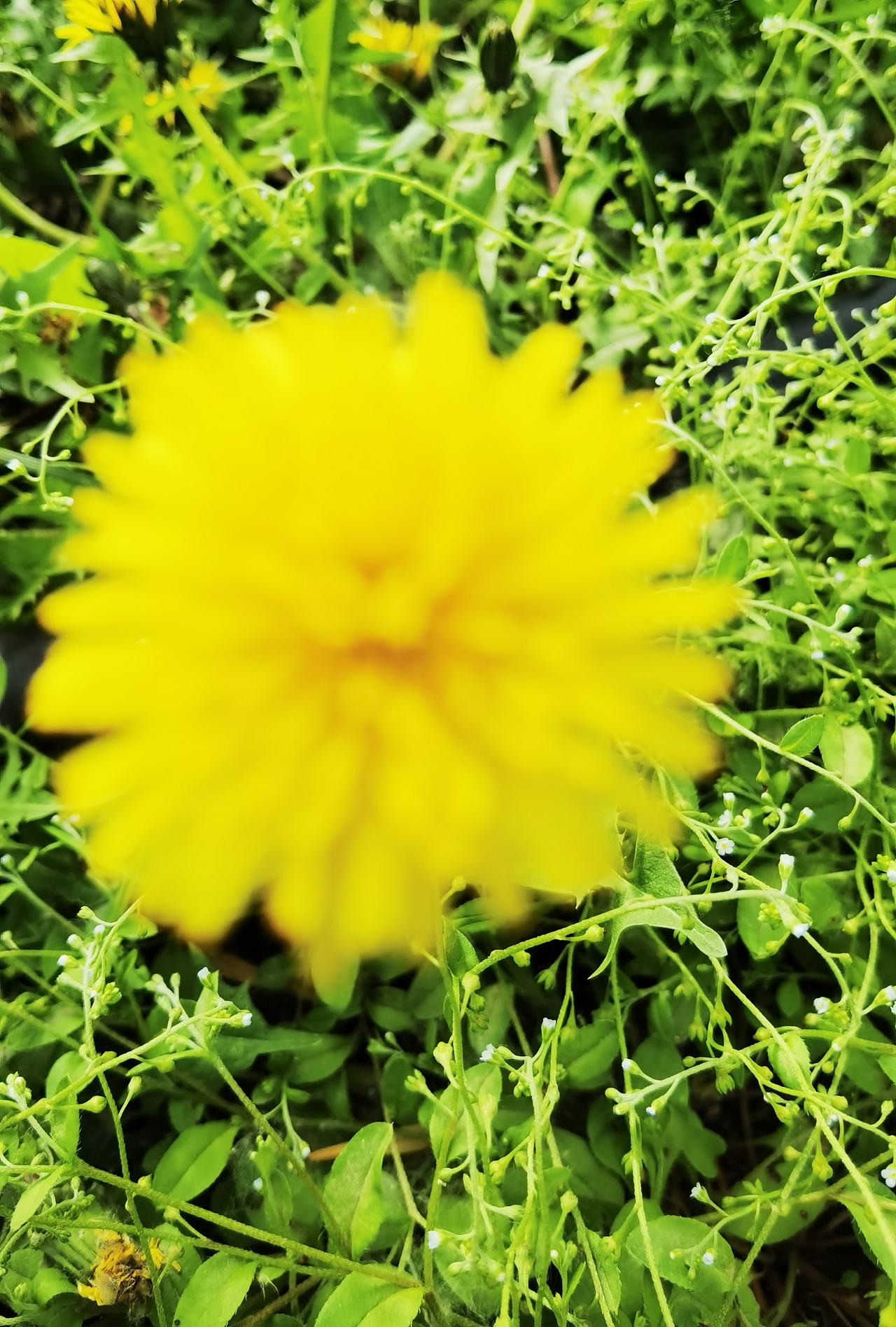 春天是如何预告夏天的？
 谷雨至，春将暮，据说“谷雨是春天写给夏天的信”。看来，