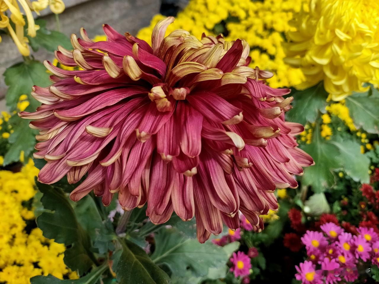 像花一样灿烂哈哈