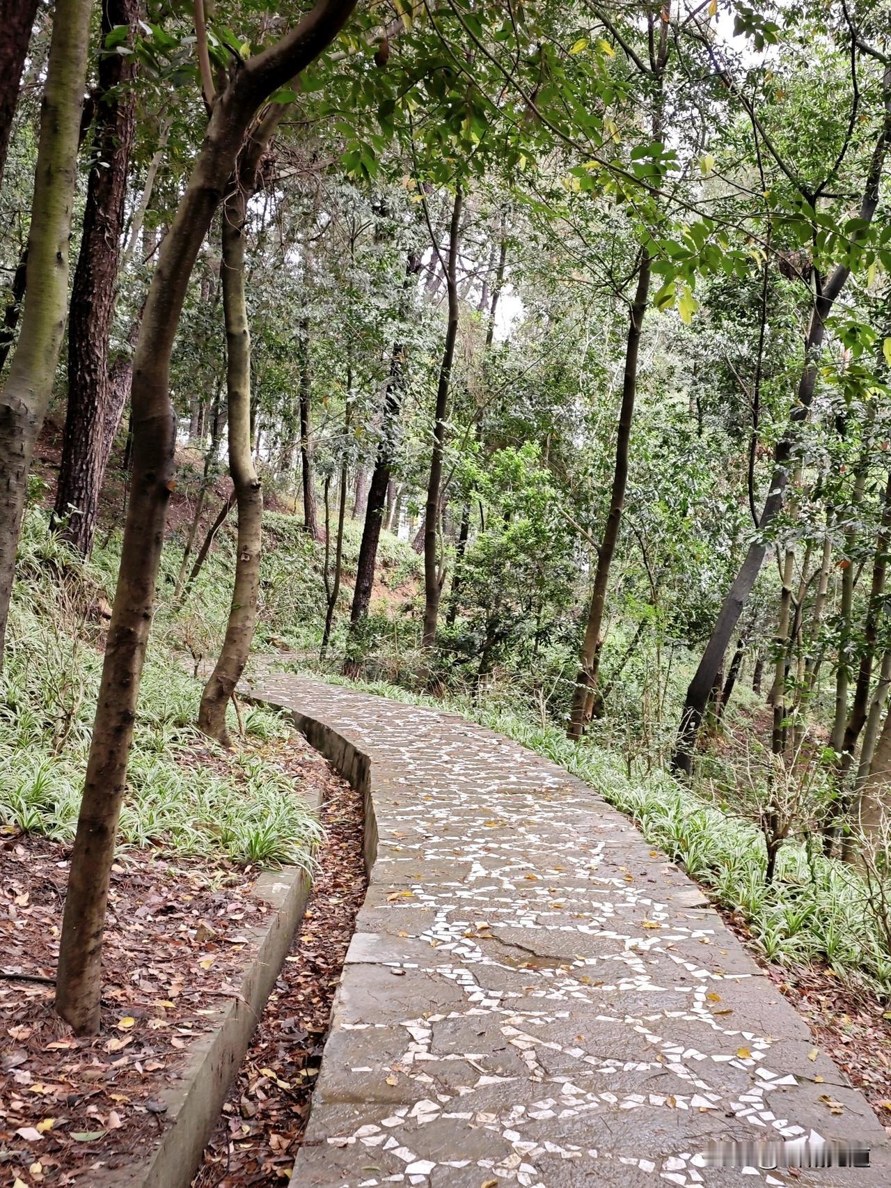 周末爬山，重庆南山。
南岸大石坝轨道涂山站起，指月峰步道进山，走上连接道进入慈母