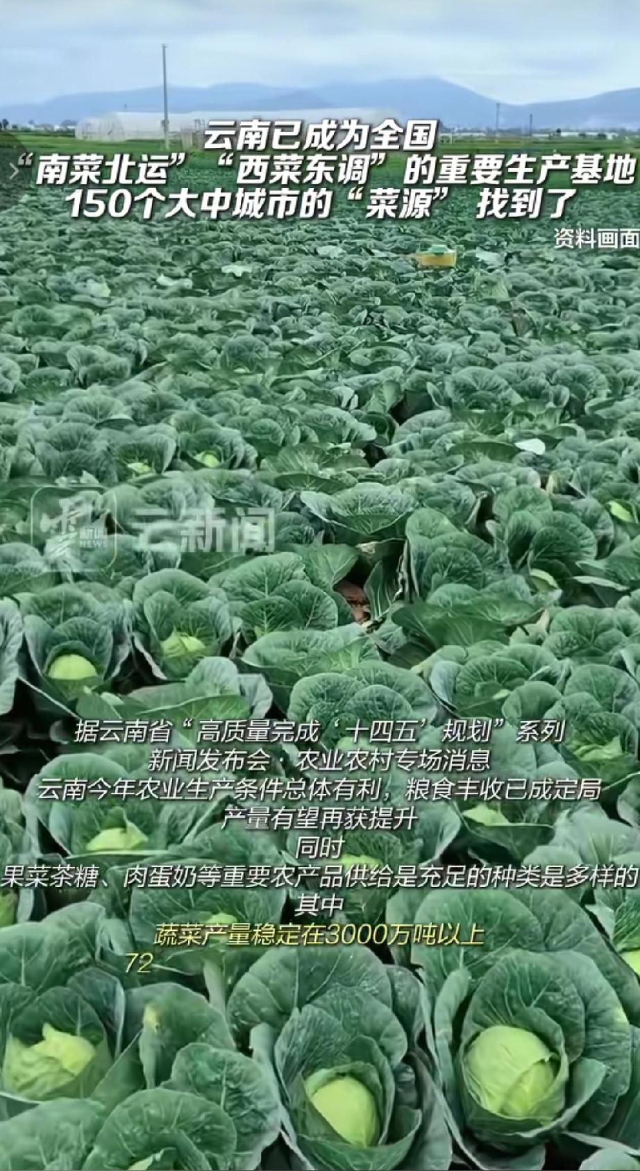 今年云南农业生产条件总体有利，粮食丰收已成定局，果菜茶糖、肉蛋奶 等重要农产品产