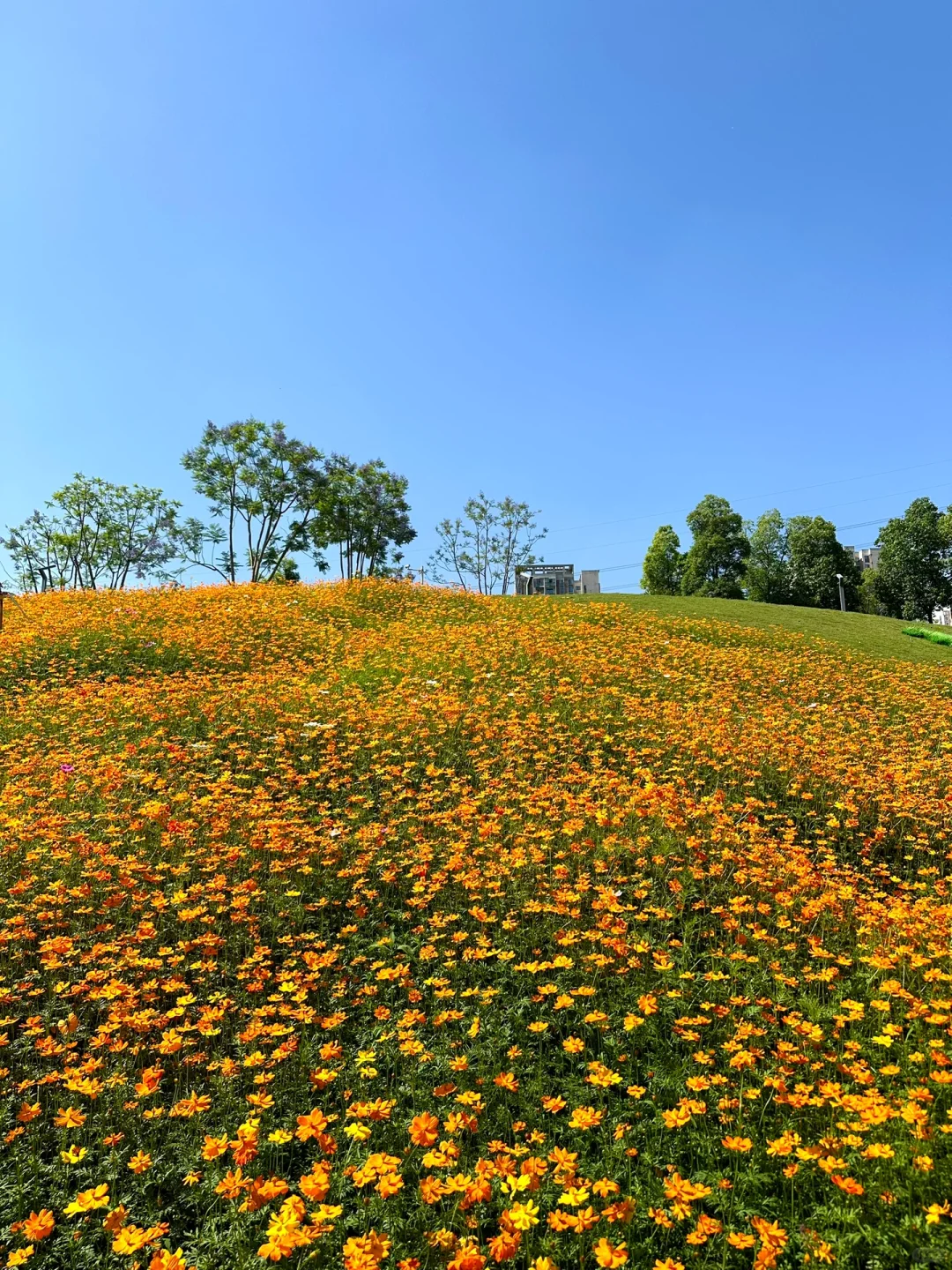 雏菊开满了🌼轻轨直达的重庆小众公园