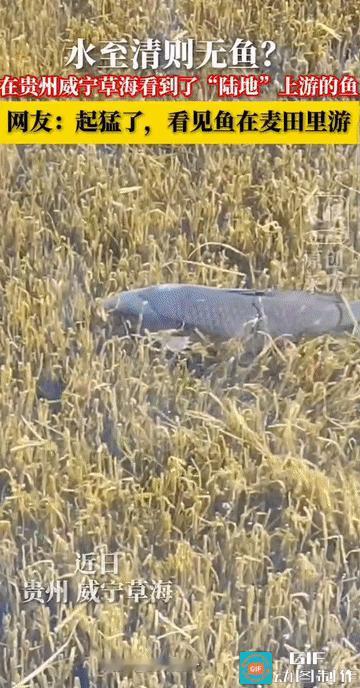 “水至清则无鱼？”贵州，清晨的威宁草海，湖水清澈见底，一片片水草在水中清晰可见，