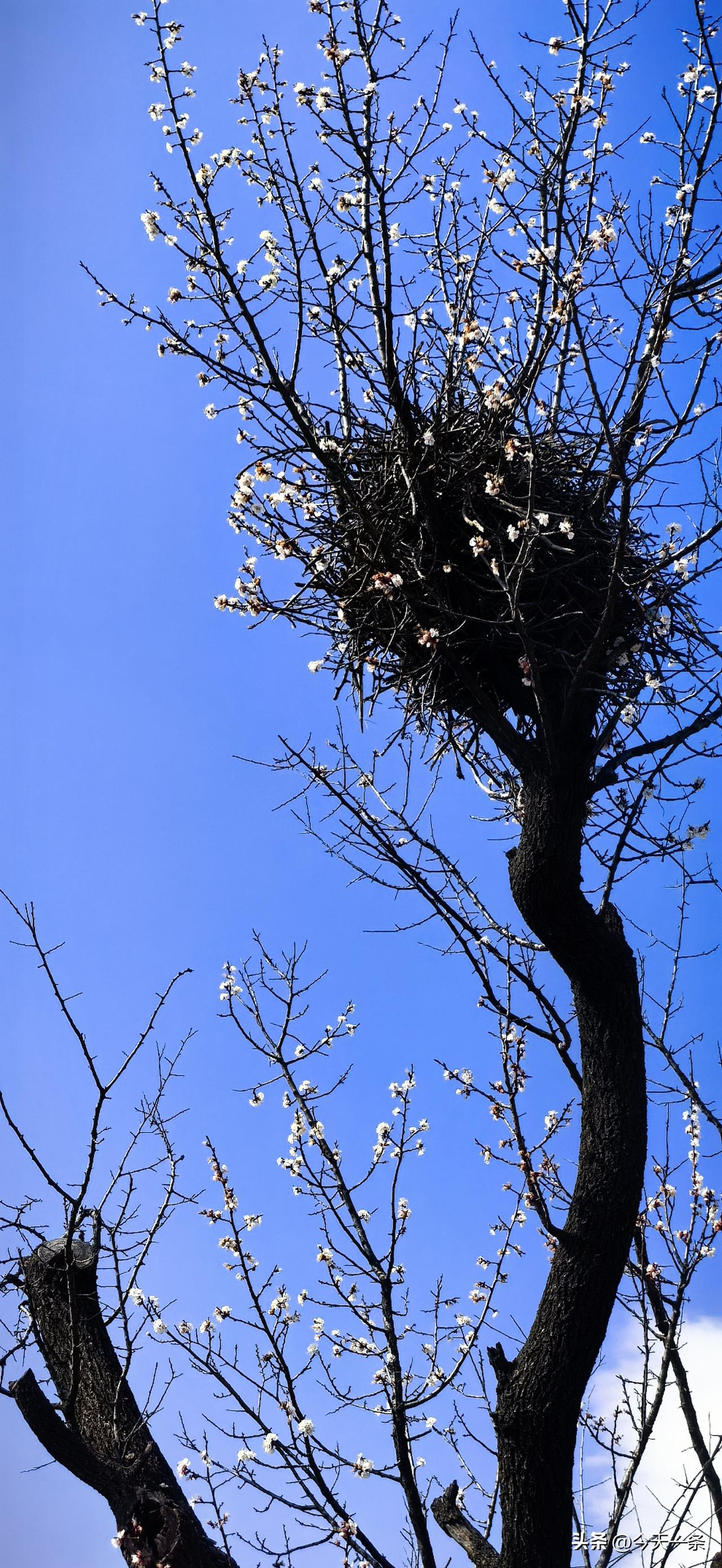 《沁园春．春巢》[微风]
草色铺茵，溪声漱玉，春满郊原。见雀巢高挂，枝间弄巧；云