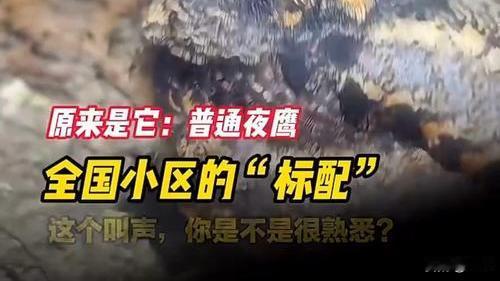 四川多地居民集体失眠！这只“囧囧鸟”深夜狂叫，原因太好笑
 
最近四川成都、绵阳