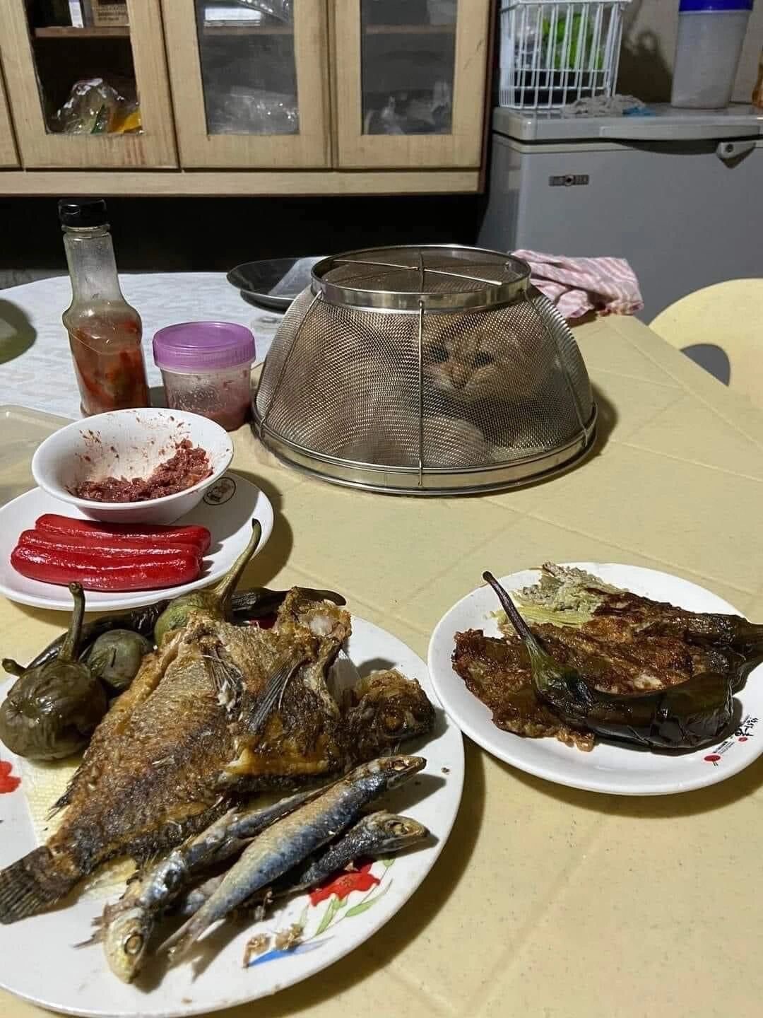 防止小猫偷吃的方法找到了[doge] ​​​