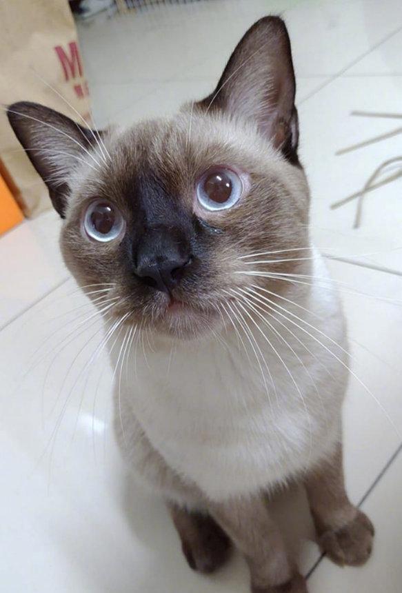 暹罗应该是投资风险最大的猫了吧。 颜值根本无法预期。