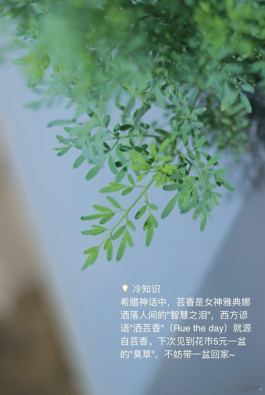 食物名字的反差感 真的被好多食物名字骗到！就像绿豆沙里的臭草，名带臭字实则香气独