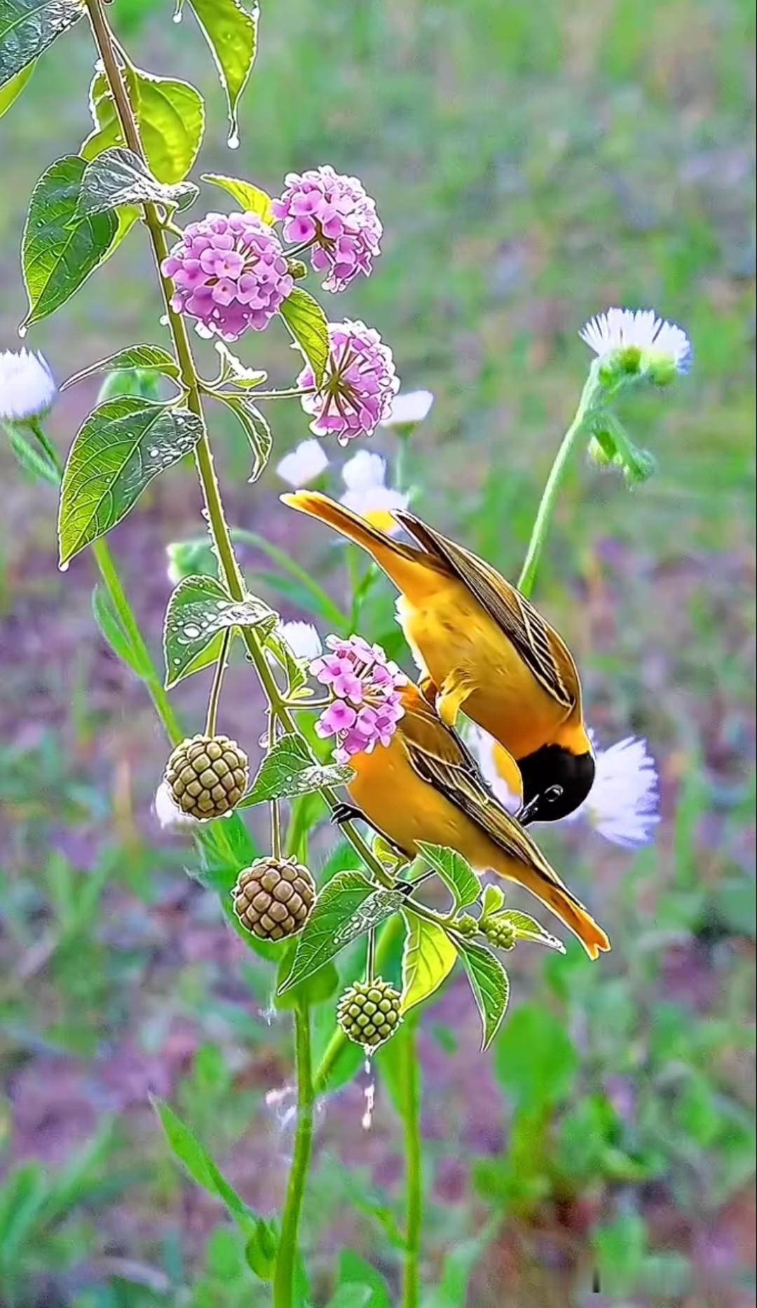 🌸 黑颈黄鹂 × 马缨丹｜自然界的“戏法”时刻！
两只金羽黑头的小鸟，在马缨丹