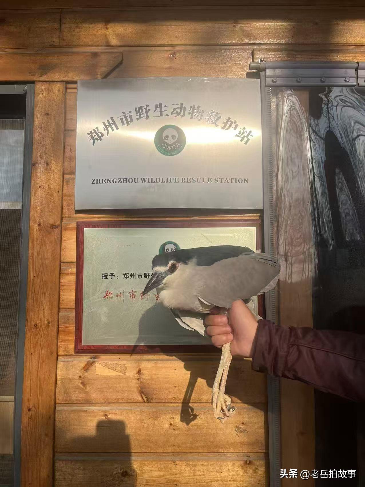 2026年4月1日，郑州市野生动物救护站工作人员，驱车前往郑州市金水区纬一路与经