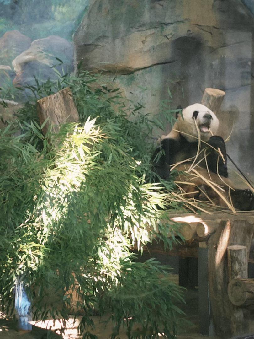 终于去了五月就想去的熊猫世界 五只大萌物！ 福州·福州熊猫世界