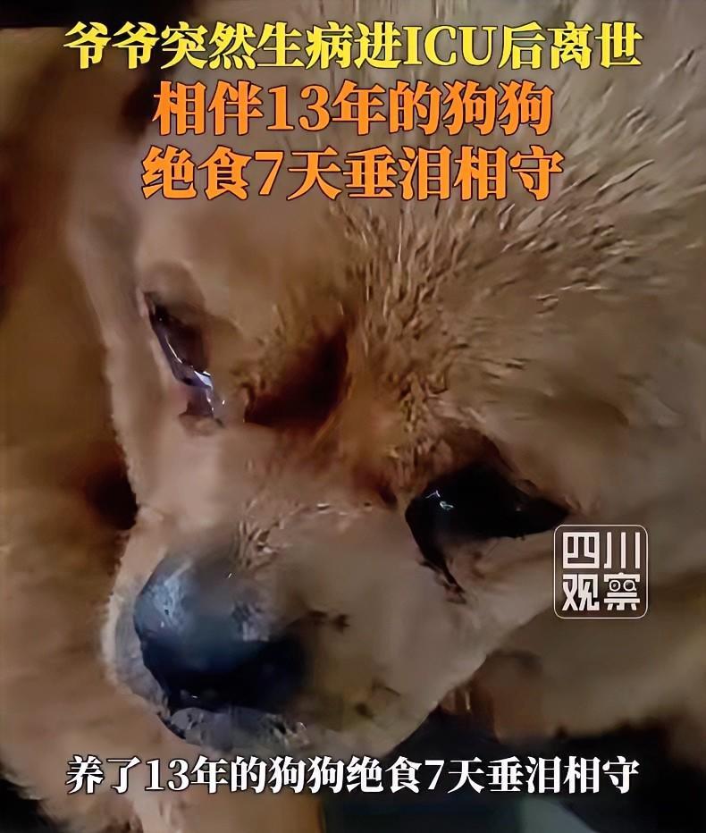 看哭了！四川雅安，一位老人突发重病，紧急送往医院ICU抢救，最终遗憾离世。从老人