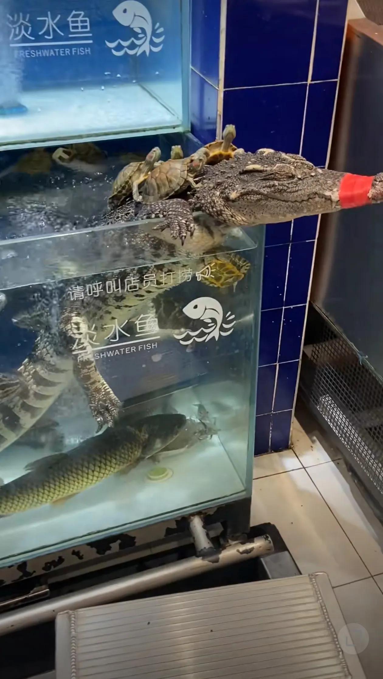 坐“鳄”多端。