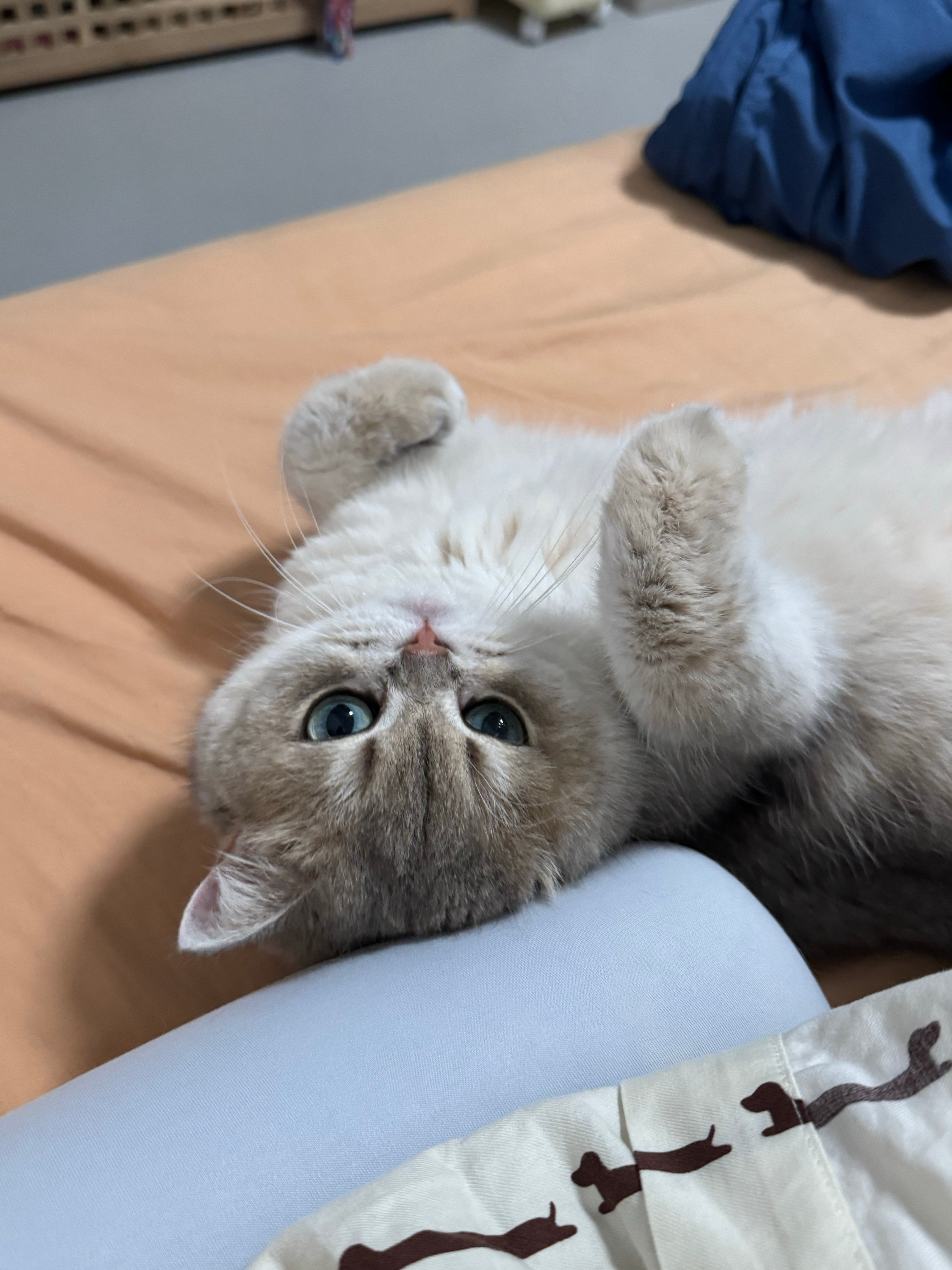 早啊，最近生物钟稳定了，早上八点多就自然醒